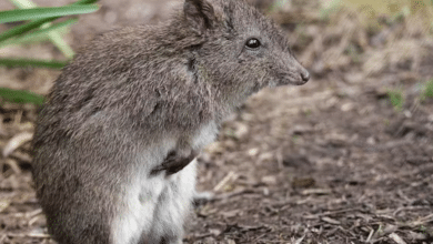 Long-nosed potoroos