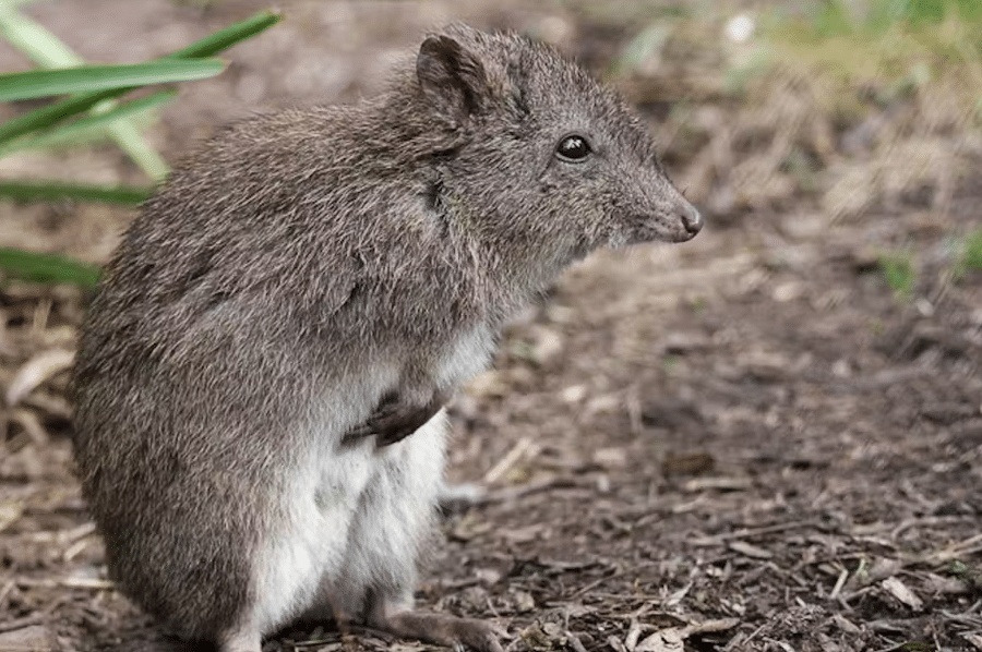 Long-nosed potoroos