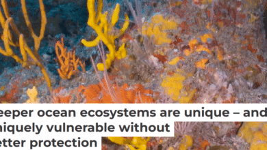 Deeper ocean ecosystems