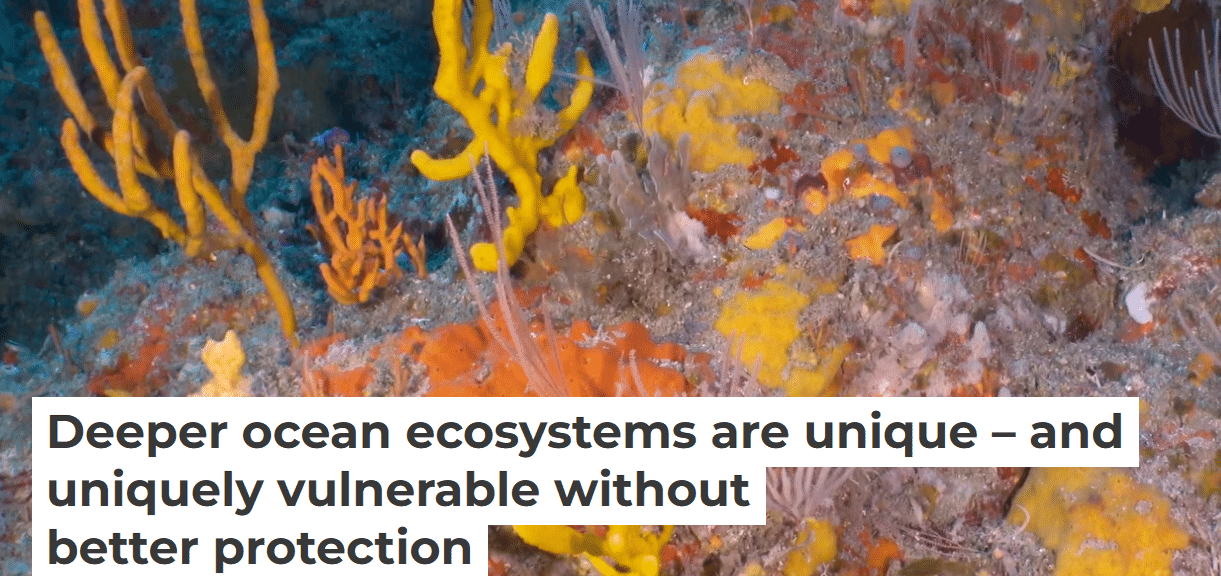 Deeper ocean ecosystems