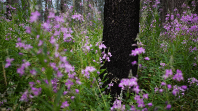 A fire-blackened tree stands