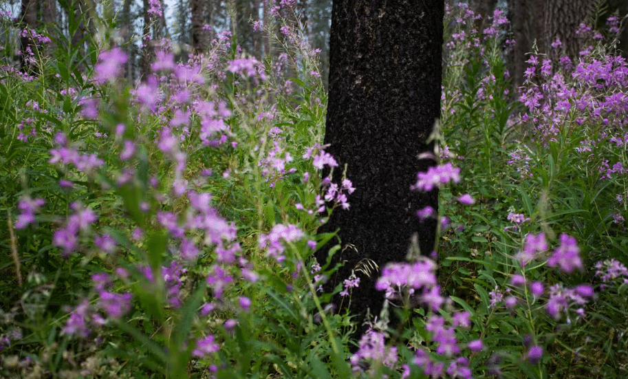 A fire-blackened tree stands
