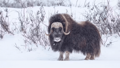 A musk ox