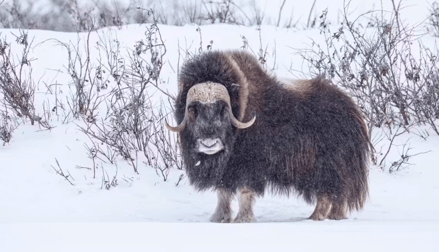 A musk ox