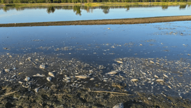 Dead fish