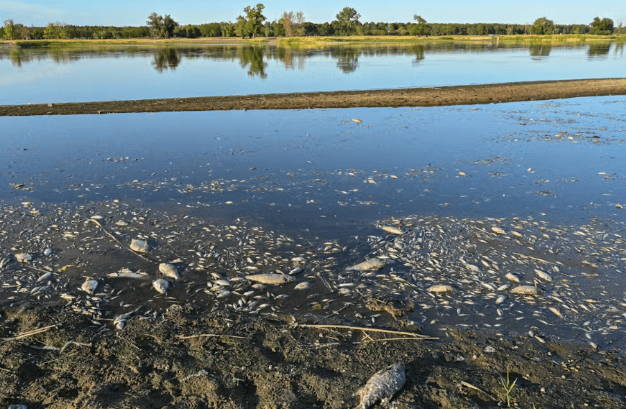 Dead fish