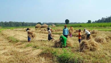 Significant Increase in Area Sown for Key Crops