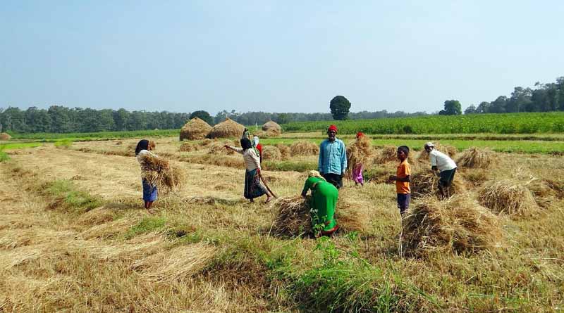 Significant Increase in Area Sown for Key Crops