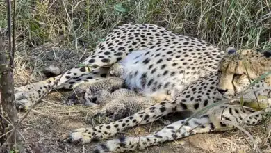 Three Cheetah Cubs Born at Kuno National Park