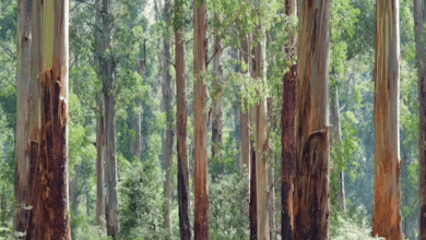 Victoria’s mountain ash forests