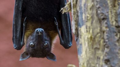 Nipah Virus: The Deadly Disease Jumping From Bats to Humans