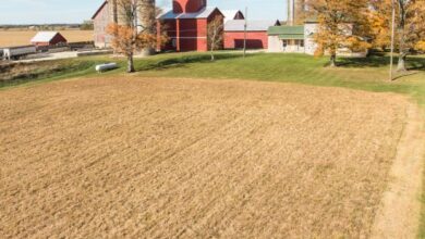 Agricultural Area Sown Shows Mixed Trends for 2026