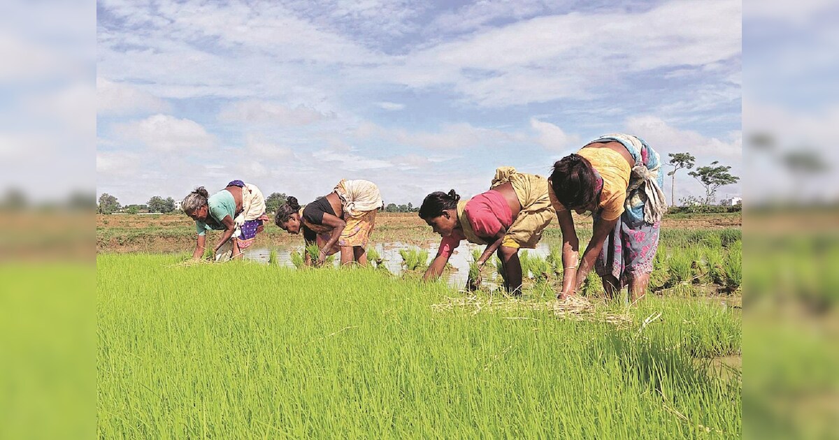 Agriculture Sector Shows Remarkable Growth in GVA Estimates
