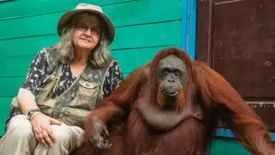 Birutė Galdikas: The last of ‘Leakey’s Angels’ in primatology’s most extraordinary chapter