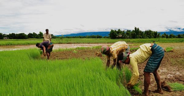 Farmers' Income Rises with Record Horticulture Production