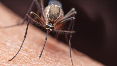 Hundreds of hungry mosquitoes, a student volunteer and a mesh suit helped us figure out how these deadly insects reach their targets