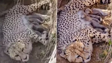 Jwala the Cheetah Welcomes Five Cubs at Kuno National Park