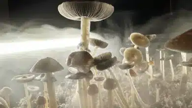 Magic mushroom‑infused products appear in Colorado gas stations – what public health officials want consumers to know