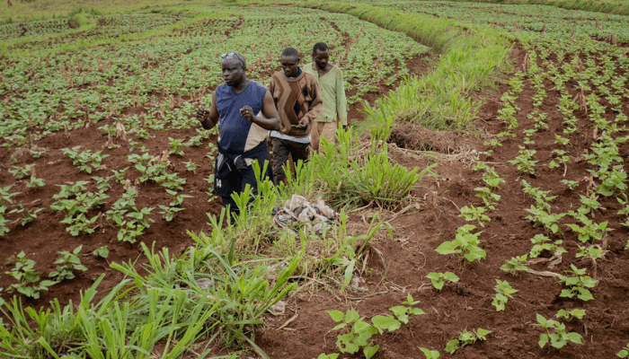 Middle East Crisis: Government Guarantees Sufficient Fertilizer Supplies Amid Ongoing Regional Turmoil