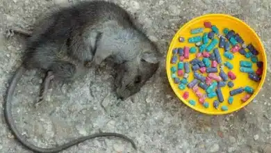 New ban on dangerous rodent poisons is lifeline for our native animals