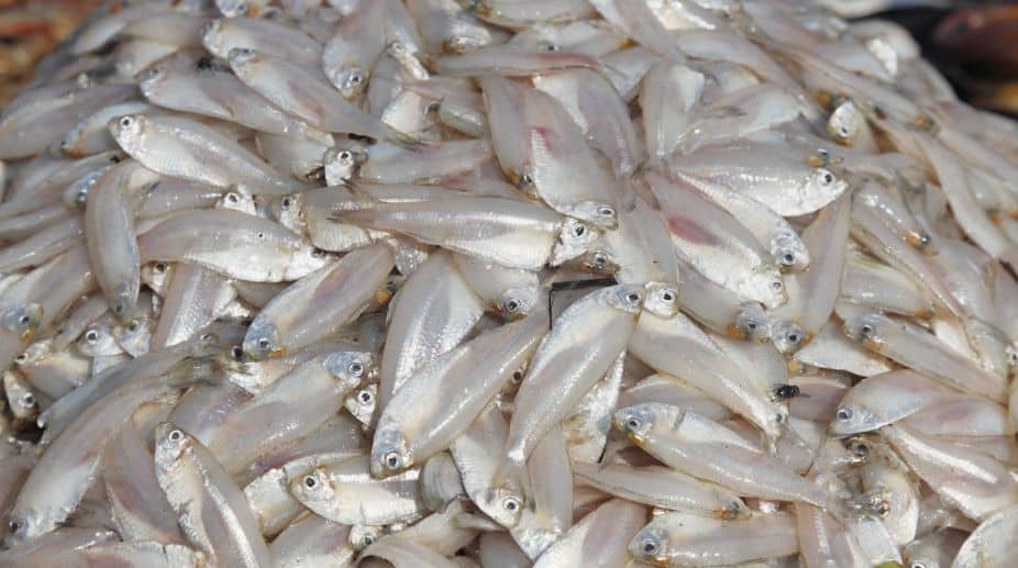 Odisha Boosts Fisheries Sector with ₹1,301 Crore Investment