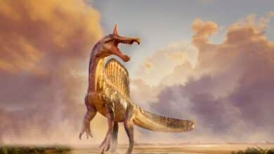 Paleontologists uncover a new Spinosaurus species by following a clue from a decades‑old book into the Sahara Desert