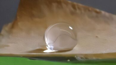 Researchers develop biodegradable, plant‑based packaging from natural fibers – new research