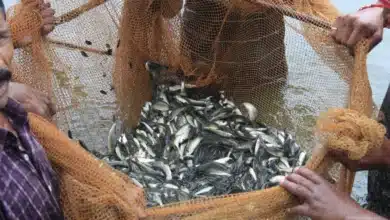 Rs. 760 Crore Investment Boosts Haryana's Fisheries Sector