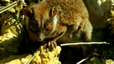 First photograph of Tous ayamaruensis.