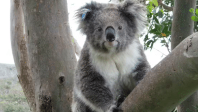 koalas