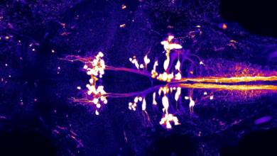 Zebrafish