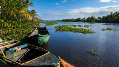 A view along the Orinoco River