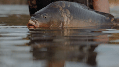 A fisher holding a large carp in a river.