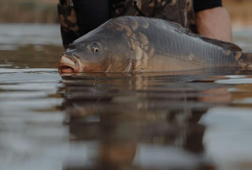 A fisher holding a large carp in a river.
