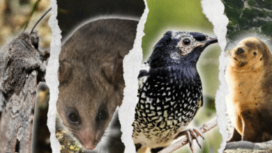 Australia claims it is ‘on track’ to save nature. We disagree