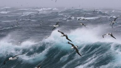 Seabirds struggled to raise chicks in the Hauraki Gulf this summer.