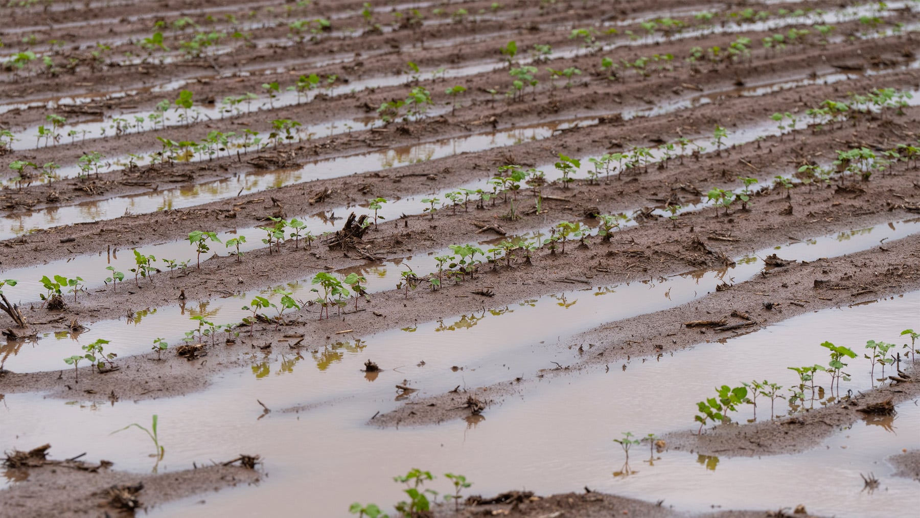 Summer Crop Sowing Data Revealed: A Mixed Bag for 2026