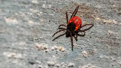 Ticks are the backyard threat southwestern Pennsylvania homeowners keep ignoring