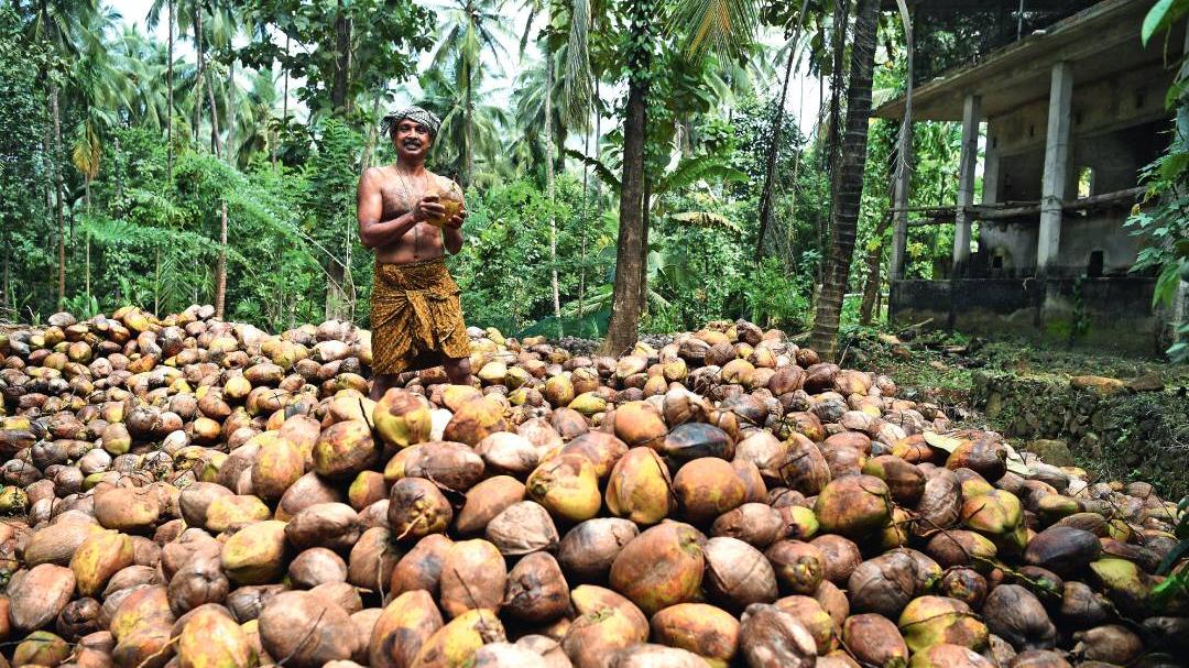 Union Minister Discusses Boosting Coconut Farming in Tamil Nadu