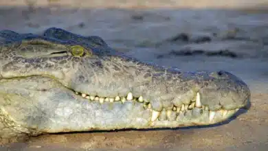 What we know about croc numbers in the NT after surge in floodwater sightings