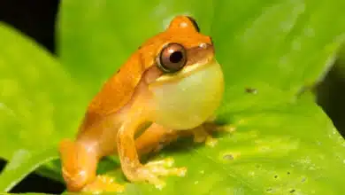 You probably agree with the animals on which bird calls, frog noises and cricket chirps are most attractive – new research