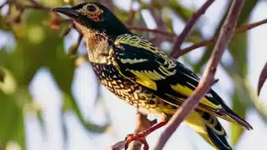 Possums and gliders are pushing a native bird to extinction. What can we do?