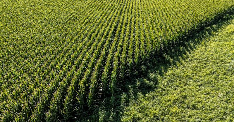 2026 Crop Area Sowing Statistics Released: Key Insights
