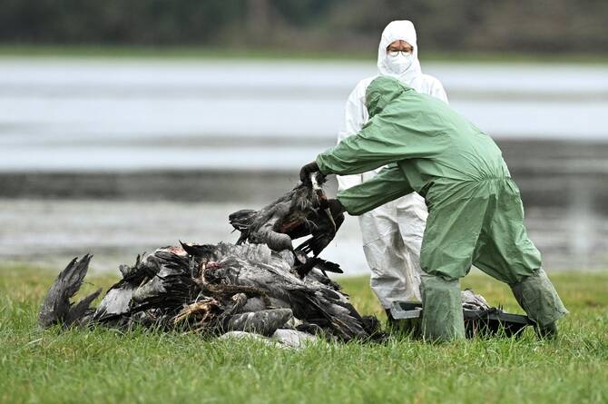 How Prepared is NZ for Global Bird Flu Threat?