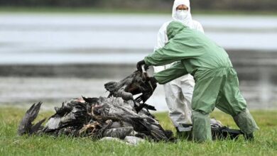 A high‑risk bird flu strain is circling the globe. How prepared is NZ?