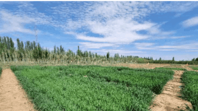 Agricultural Area Insights: A Mixed Season Ahead