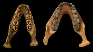Ancient teeth reveal clues to the environment humans’ early ancestors evolved in millions of years ago