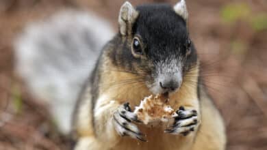 Better urban design could help save Florida’s threatened Big Cypress fox squirrel