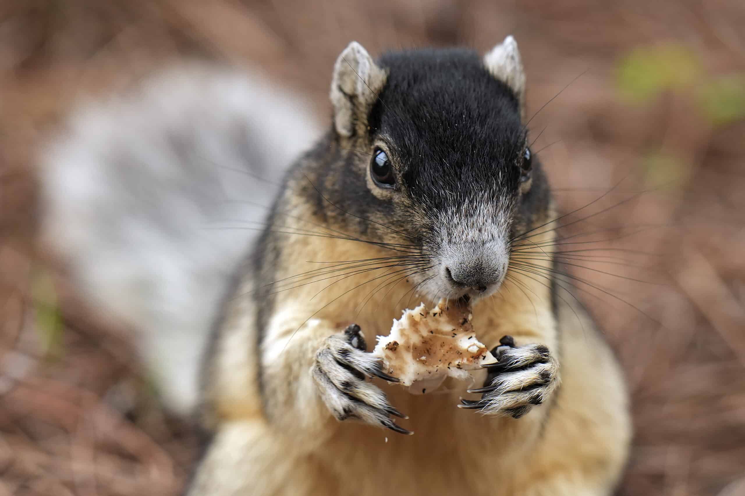 Better urban design could help save Florida’s threatened Big Cypress fox squirrel