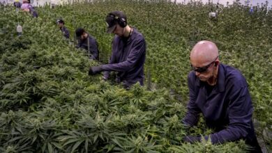 Cannabis sales and use are high in Michigan – but federal law means research lags behind